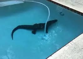 Prodej domu s bazénem